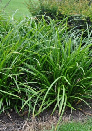 CAREX foliosissima Irish Green